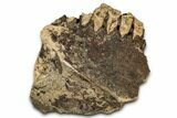Hadrosaur (Edmontosaurus) Jaw Section with Teeth - Montana #352279-1